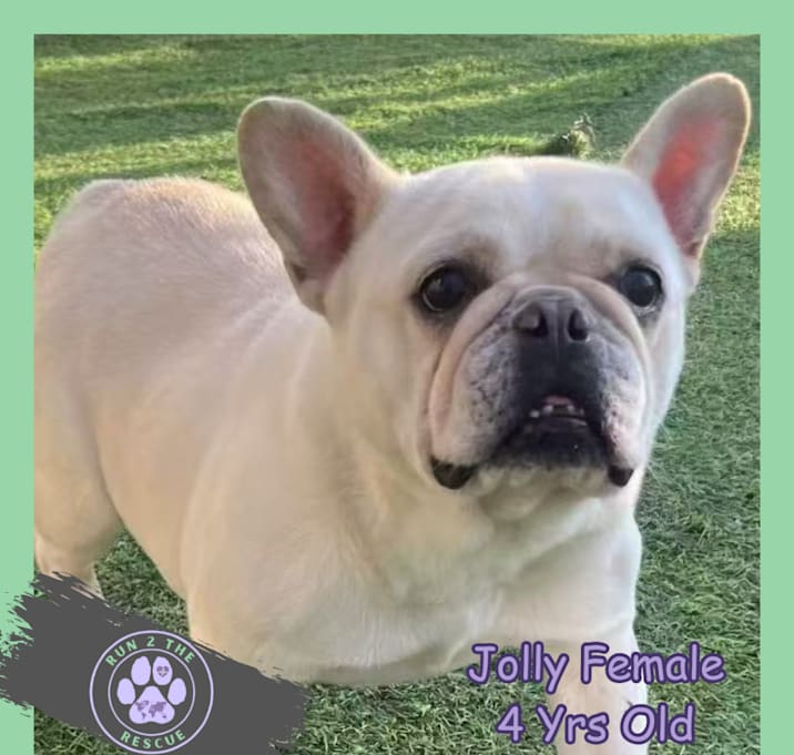 Photo of Jolly