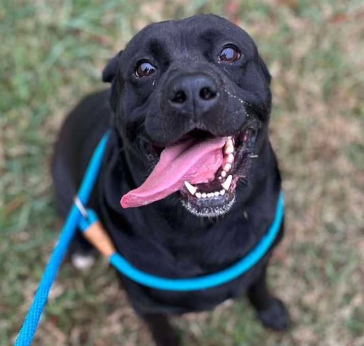 Photo of Moose