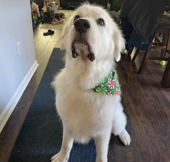 Photo of Yeti