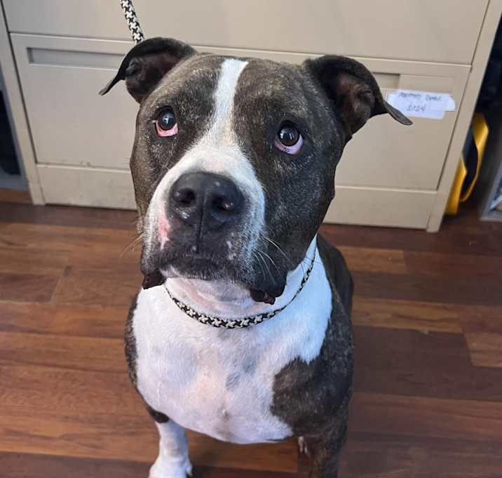 Photo of Phoebe