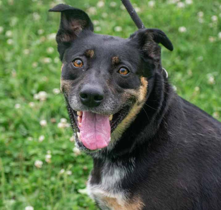 Photo of Stella