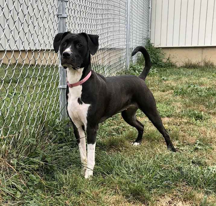 Photo of Onyx