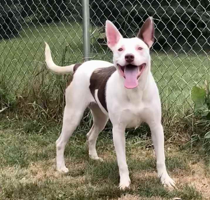 Photo of Nova