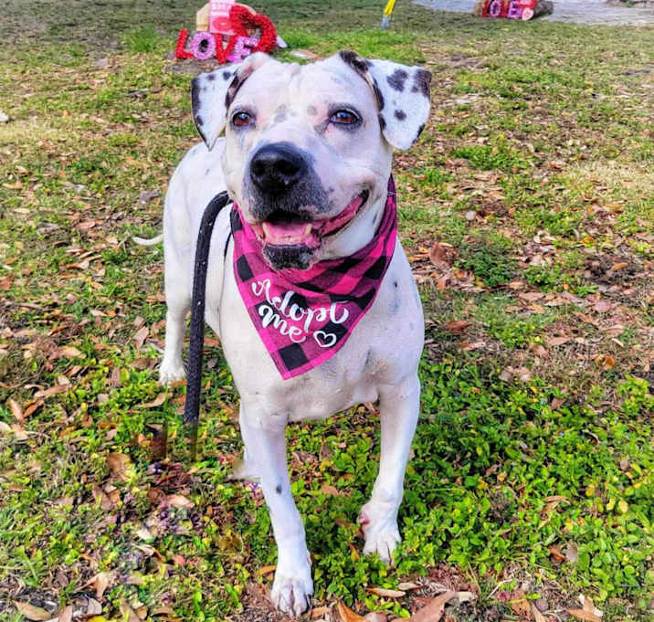 Photo of Pink