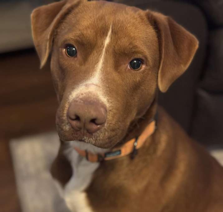 Photo of Comet