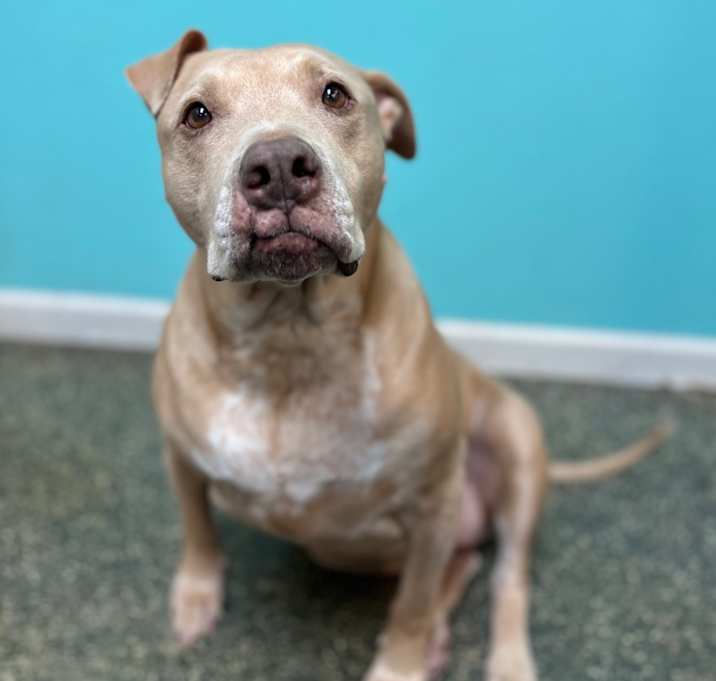 Photo of Nala