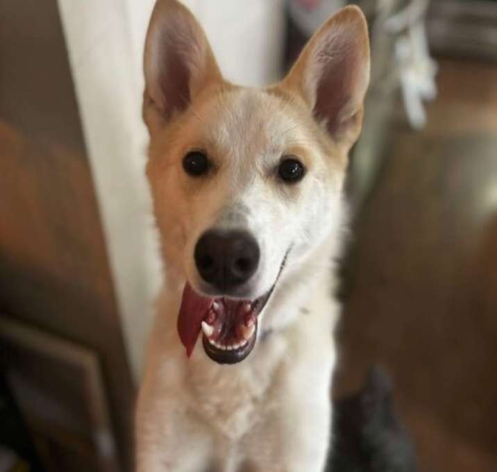 Photo of Cotton