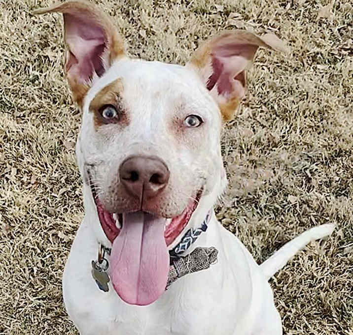 Photo of Bruno