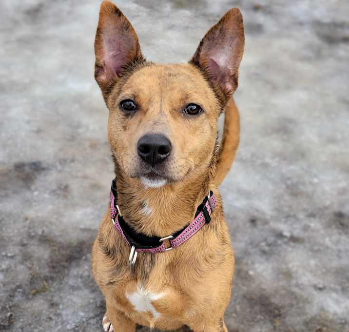 Photo of Basil