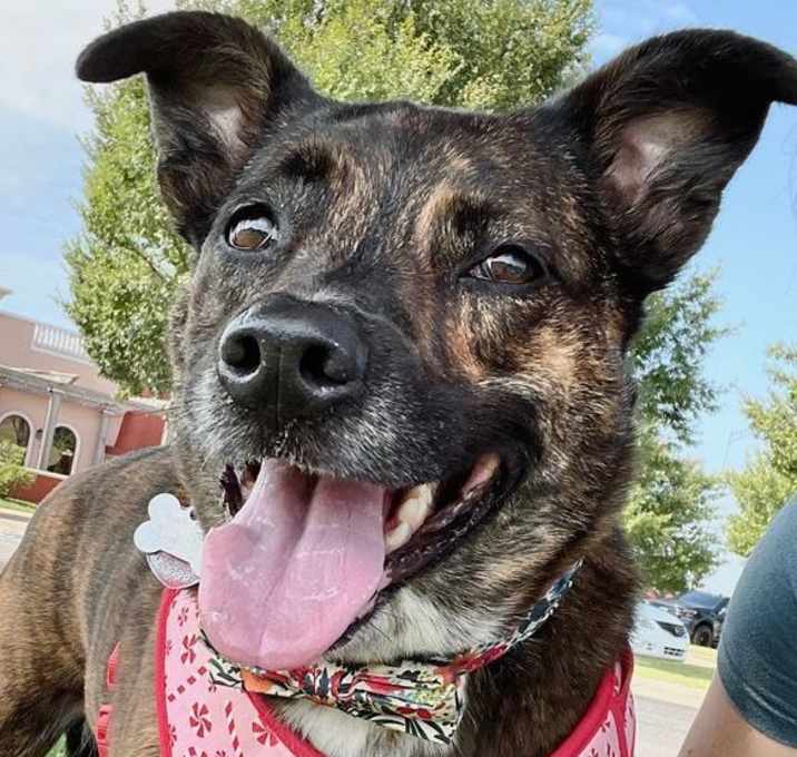 Photo of Pepper