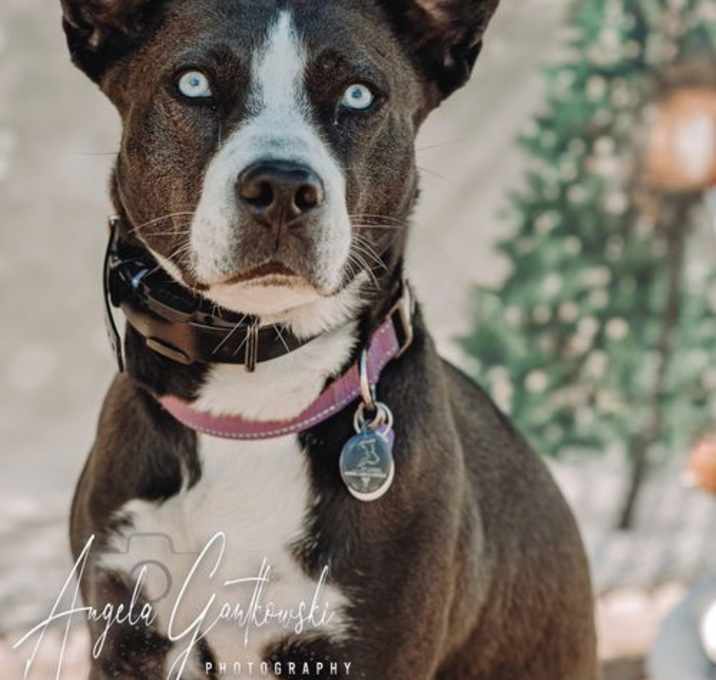 Photo of ZURI    HUSKY MIX....