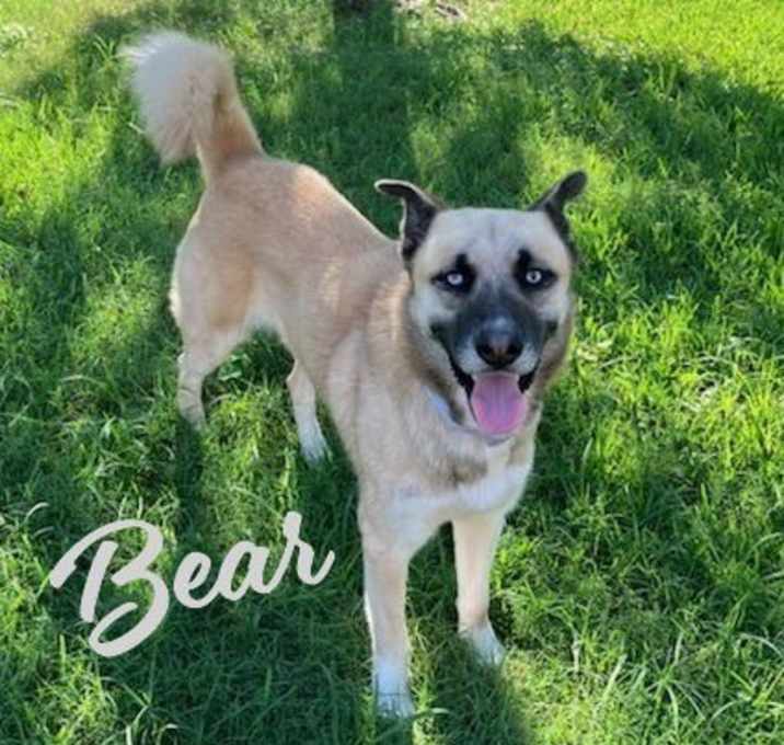 Photo of Bear #ice-blue-eyes
