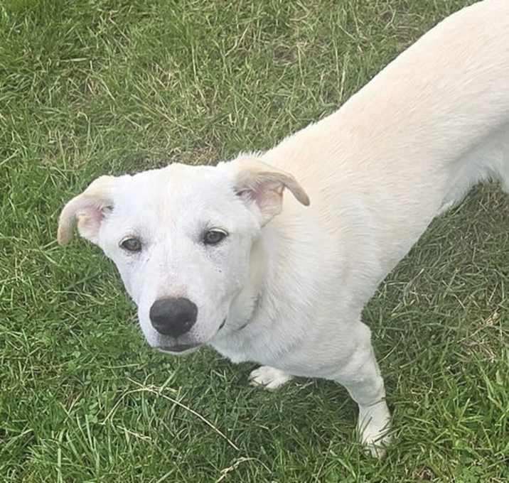 Photo of Nellie (Nova pup) in foster