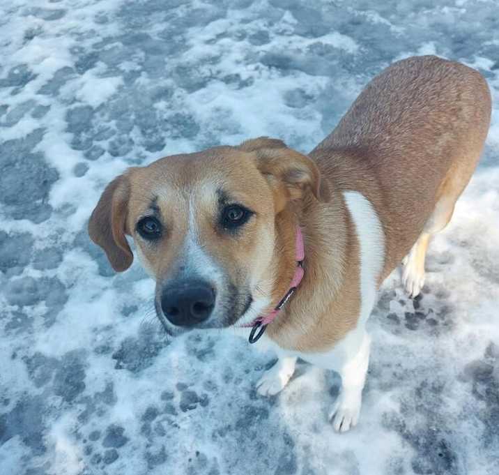Photo of AC - Maggie