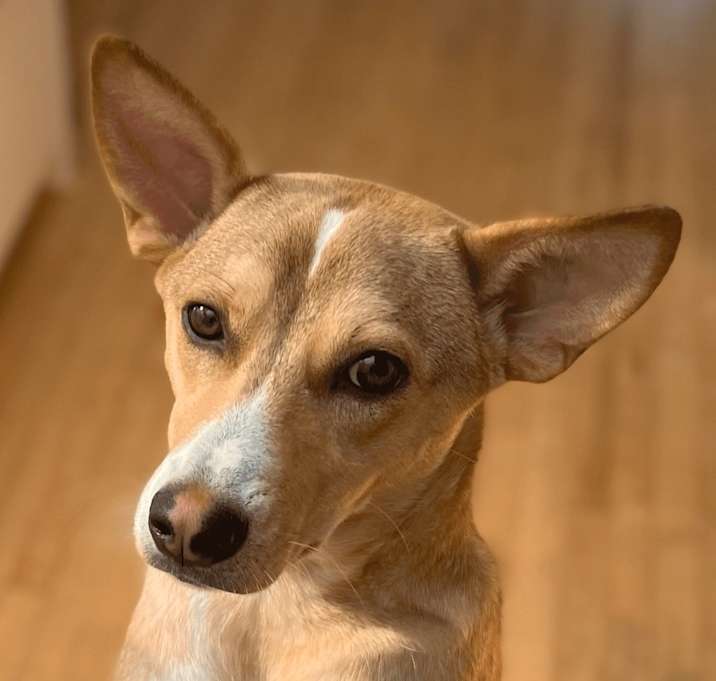 Photo of JET (LOCAL) sf
