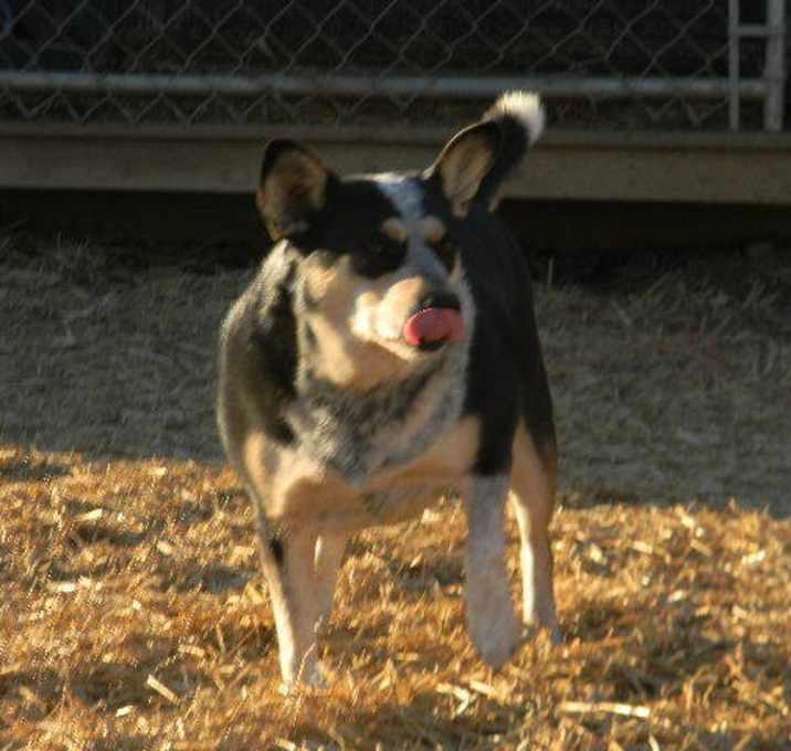 Photo of Ebony