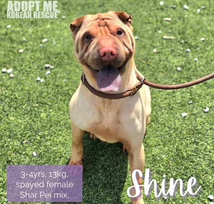 Photo of Shine