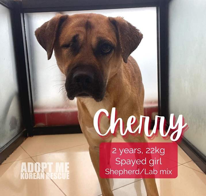 Photo of Cherry