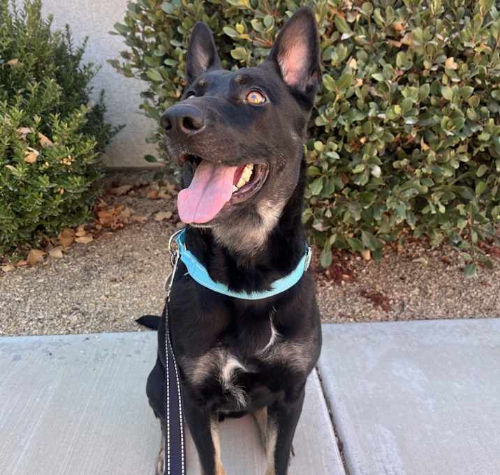 Photo of Olive