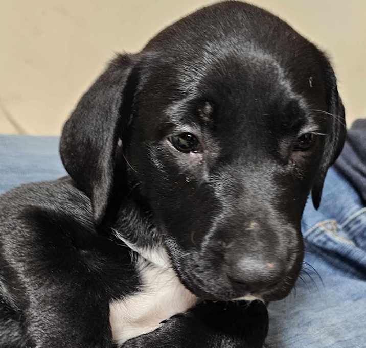 Photo of Nalani (PUPPY)