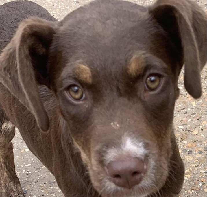 Photo of Violet