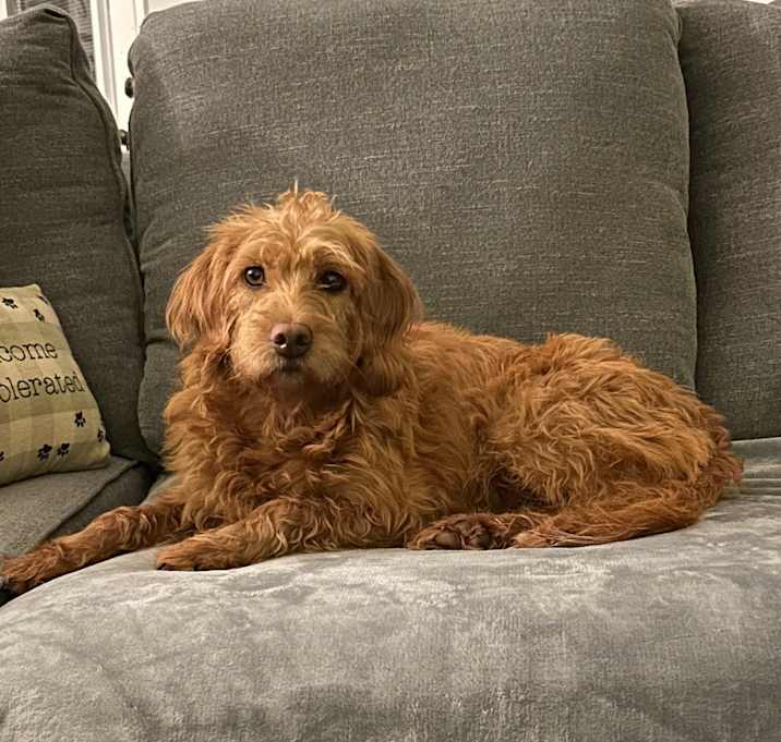 Photo of Goldie