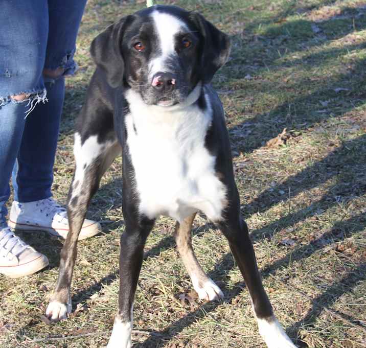 Photo of Damara aka Lucy (Spayed)