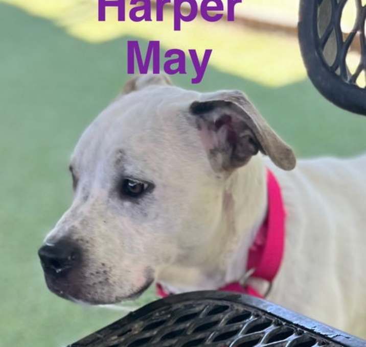 Photo of Harper May