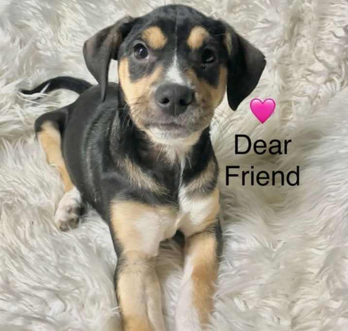 Photo of Dear Friend