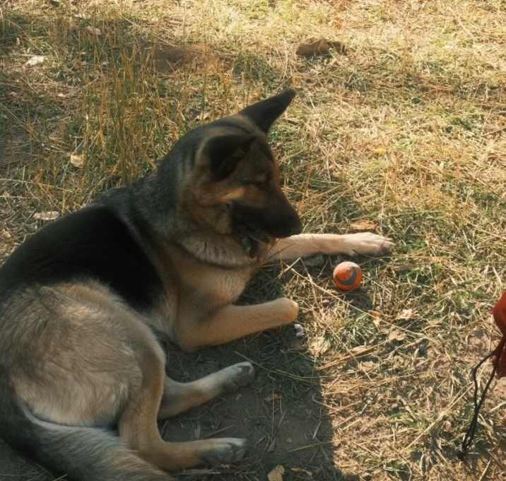 Photo of Nova