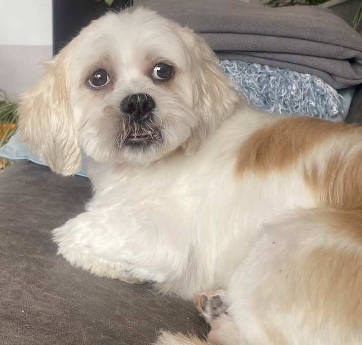 Photo of Bailey