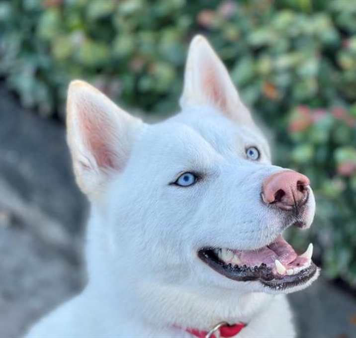 Photo of KIA