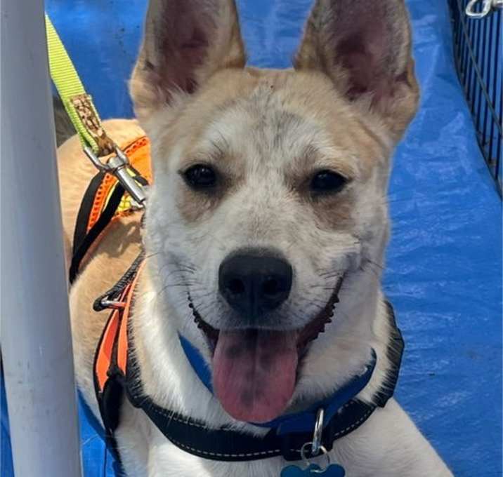Photo of Dumbo