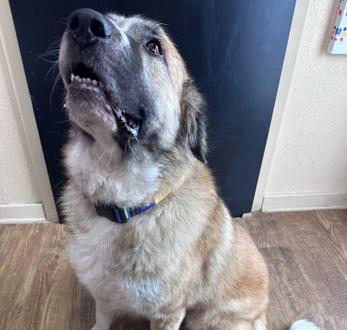 Photo of Sadie