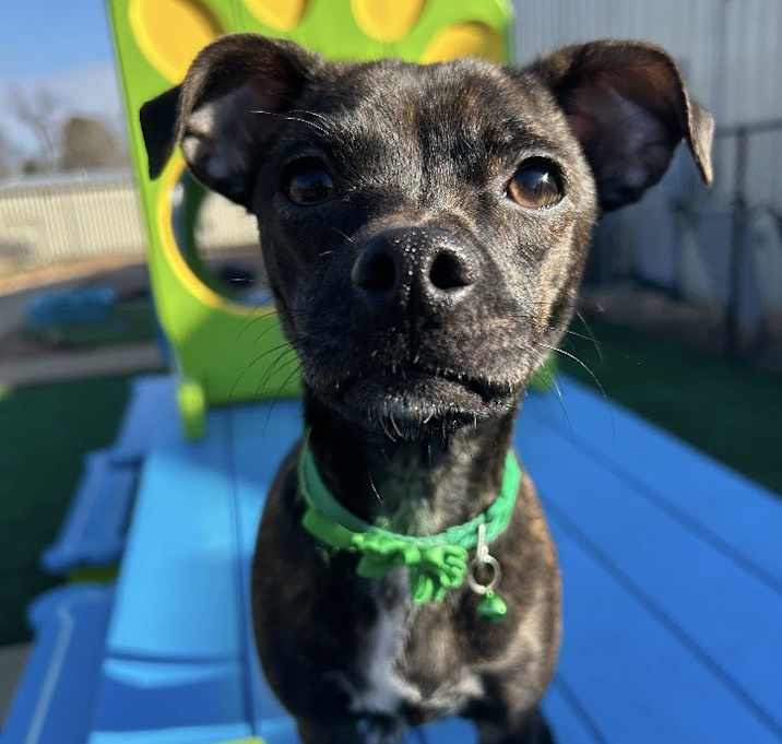 Photo of Maizie