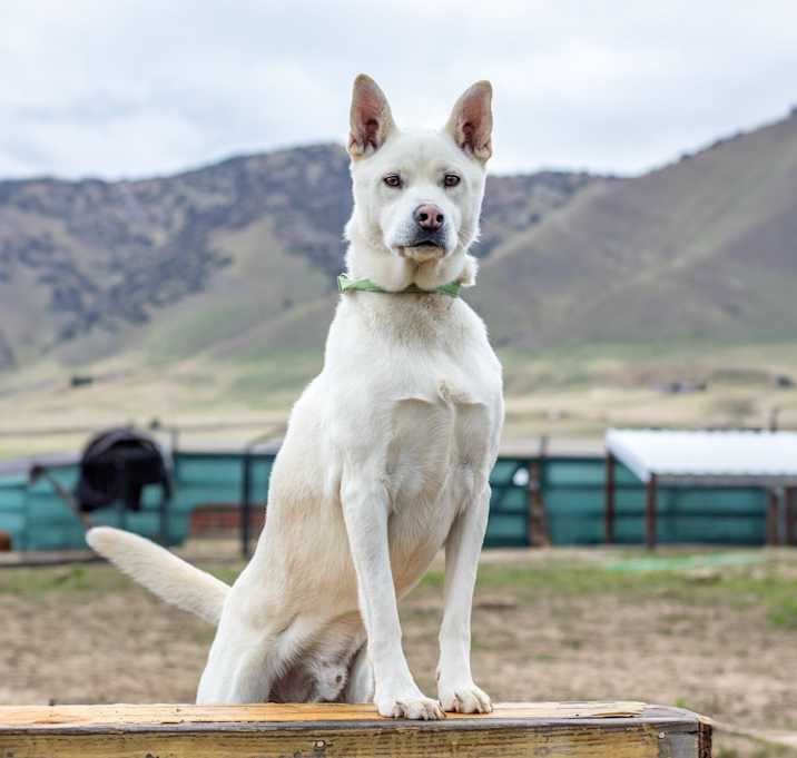 Photo of Phoenix