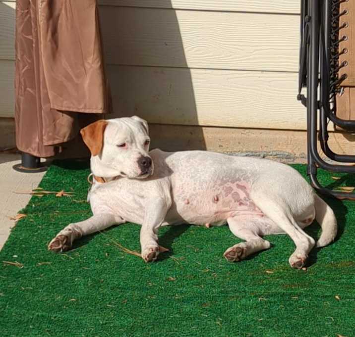 Photo of Daisy