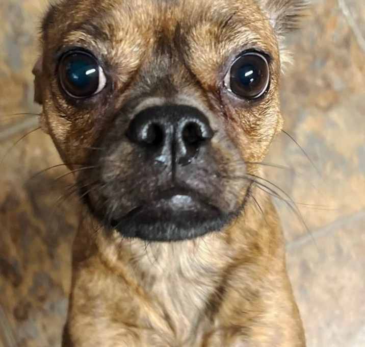 Photo of Millie