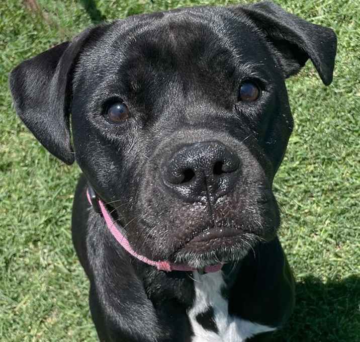 Photo of Rosie