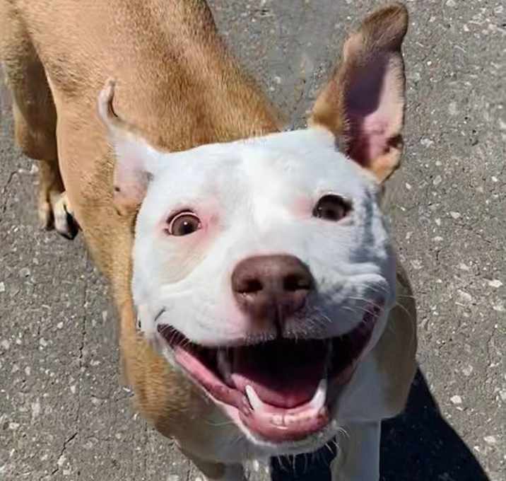 Photo of Piper