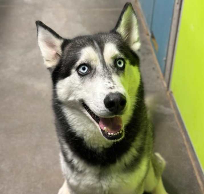 Photo of Houdini