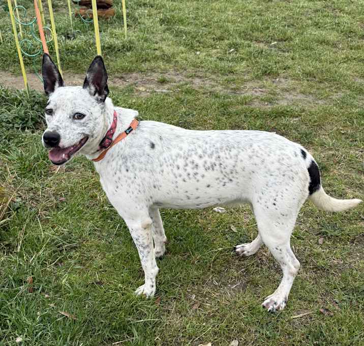 Photo of Jitterbug