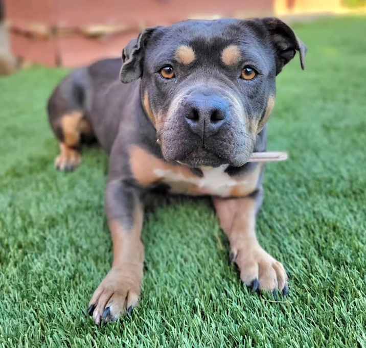 Photo of Petunia