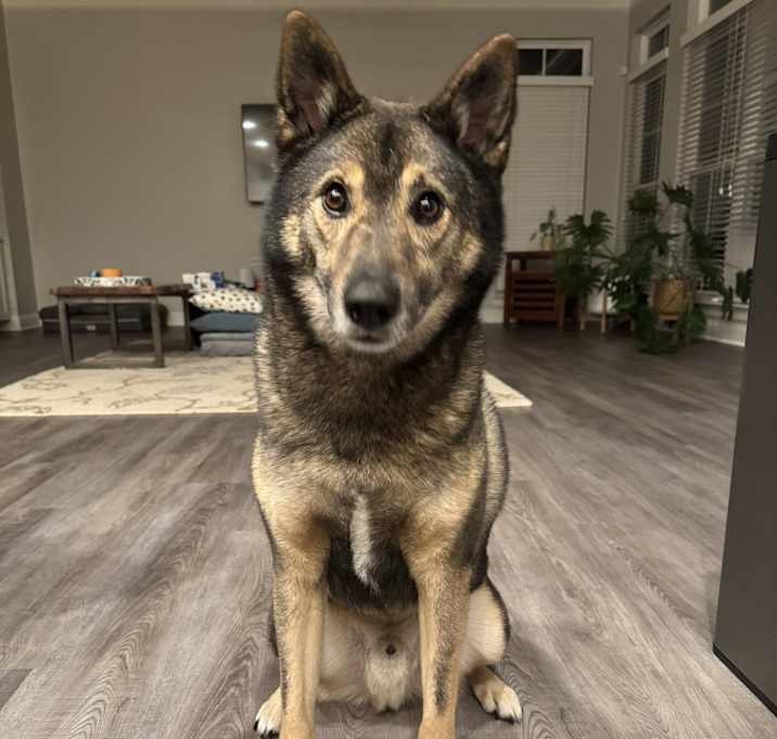 Photo of Brownie