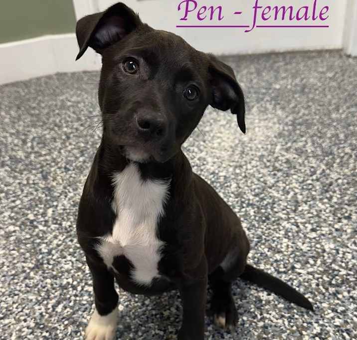 Photo of Pen