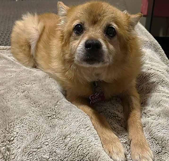 Photo of Toby
