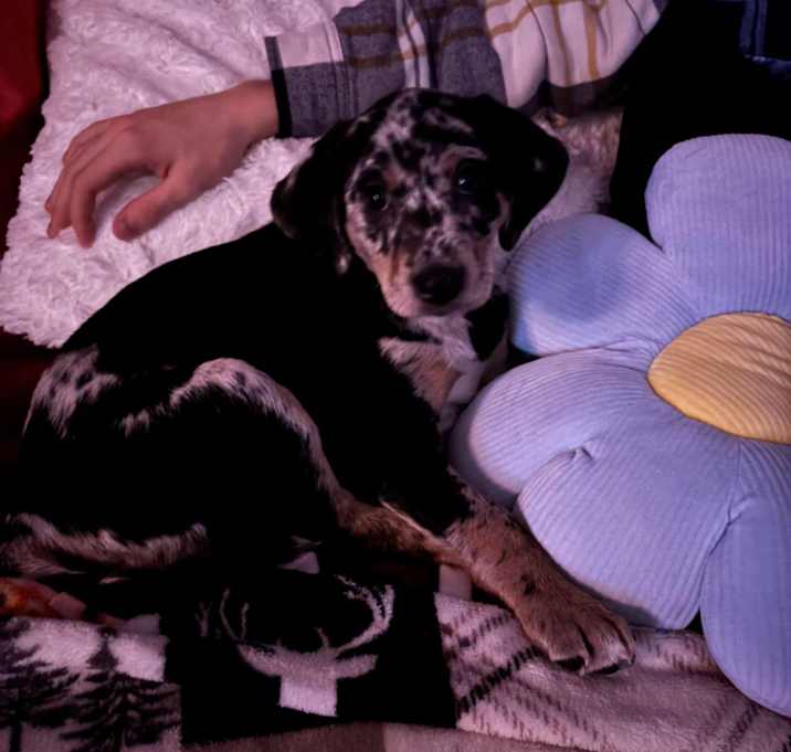 Photo of Ophelia