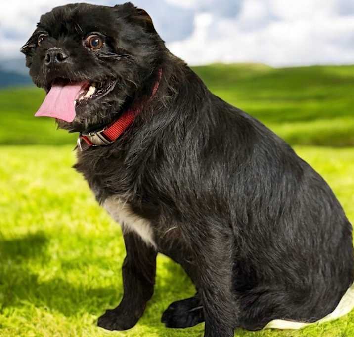 Photo of Red (bonded with Rosie)