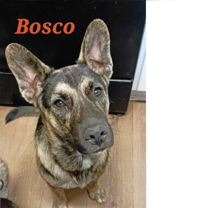 Photo of Bosco