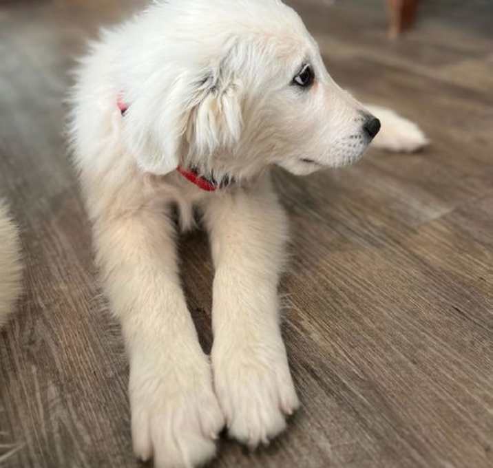 Photo of Red - Male Puppy